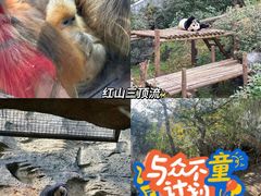 -红山森林动物园