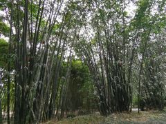 -望江楼公园