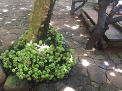 -海南热带野生动植物园