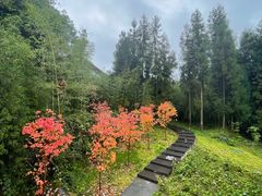 -鲜椒鱼·雅安地标性美食