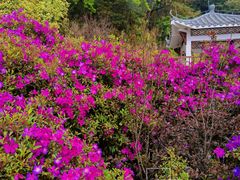 -广州市石门国家森林公园