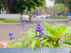 -海心沙亚运公园