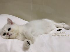 -屋虎猫馆(宝安大仟里店)
