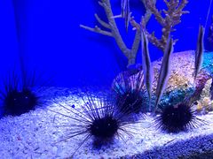 -上海海洋水族馆