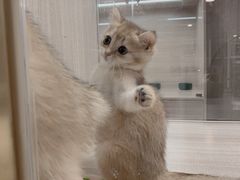 -飞行喵MR PILOT|猫舍·猫咖(静安大融城店)