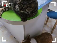 -德元·美联众合24小时动物医院(总院)