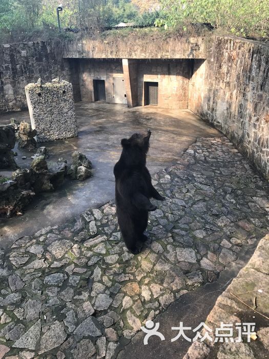 上海动物园黑熊图片 - 第1张