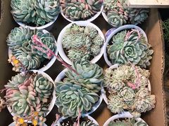 -双季花艺园艺市场(浦东店)