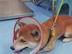 -万博宠物医院·手术·诊疗(未央凤城五路店)