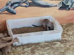 -芜湖新华联大白鲸海洋公园