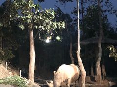 -清迈夜间动物园