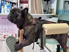 -西安京西宠物医院·瘫痪·疑难杂症