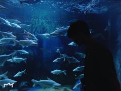 -成都浩海立方海洋公园