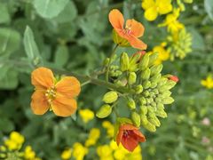 -三圣花乡旅游区