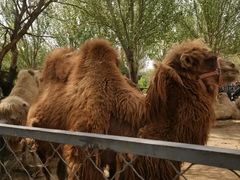 -长白岛森林公园