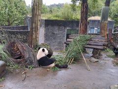 -都江堰中华大熊猫苑