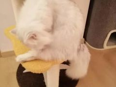 -猫腻·猫咖·撸猫馆(星光大道店)