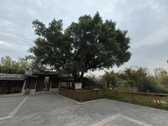 -三垟湿地