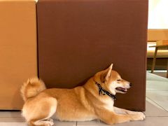 -柴务处·柴犬主题狗咖