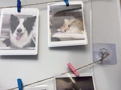 -瑞派康怡24h宠物医院·犬猫医疗中心·微创绝育(瑞景分院)