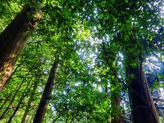 -天目山大树王景区