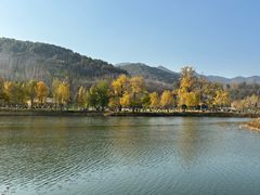 -千年银杏谷文化旅游区