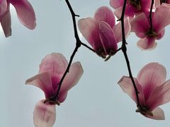 -杨高南路(地铁站)