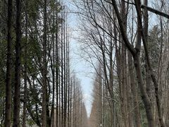 -昆山城市生态森林公园