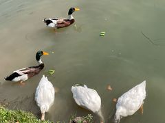 -乌村