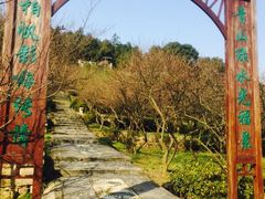 -香雪海