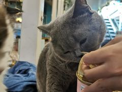 -猫小院猫主题咖啡厅(北锣店)