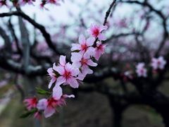 -南汇桃花村