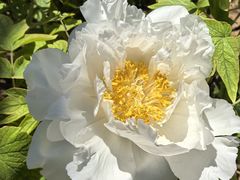 -洛阳市隋唐城遗址植物园