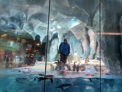 -帝企鹅自助餐厅•儿童岛•真企鹅(长隆企鹅酒店)