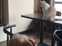 -蓝鲸·缅因猫舍