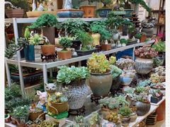 -双季花艺园艺市场(浦东店)