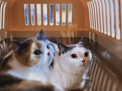 -PETKIT小佩宠物(昭化店)