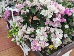 -莲花山公园