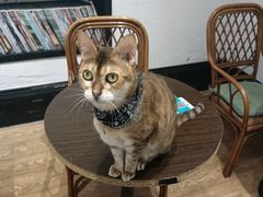 -猫色咖啡·猫咖