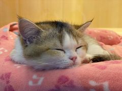 -momokira米努特·德文卷毛猫·棉花面纱犬