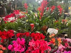 -曲阳花鸟市场(曲阳路店)