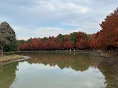 -上海海湾国家森林公园