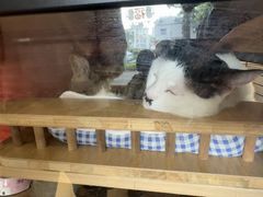 -御宝贝·A梦猫科宠物医院(国际猫友好医院)