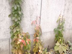 -三里屯东五街银杏大道