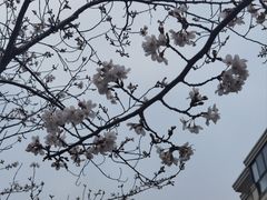 -高东镇樱花园
