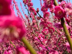 -雨花胜境