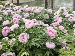 -石家庄市植物园