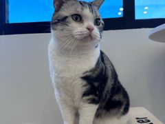 -有喵·猫咖·狗咖·40+猫狗有小奶狗(岗厦店)