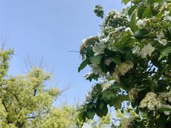 -苏州文庙(姑苏区)