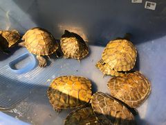 -山东嘉汇文化用品有限公司张店凤凰国际分公司(新村西路店)